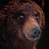 Реабилитационный центр бурого медведя, Синевир