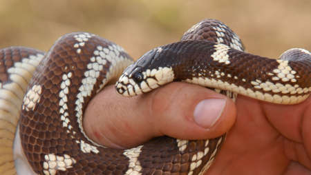 What to do if bitten by a snake?