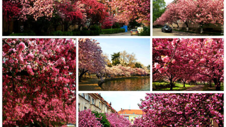 Uzhhorod Spring: The Magic of Sakura Blossoms
