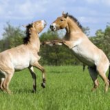 Preserve Askania-Nova, the horses of Prozhevalsky