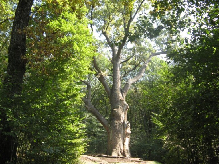 Дуб Максима Зализняка в Холодному Яру