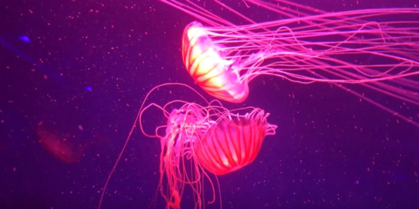 Медузы океана