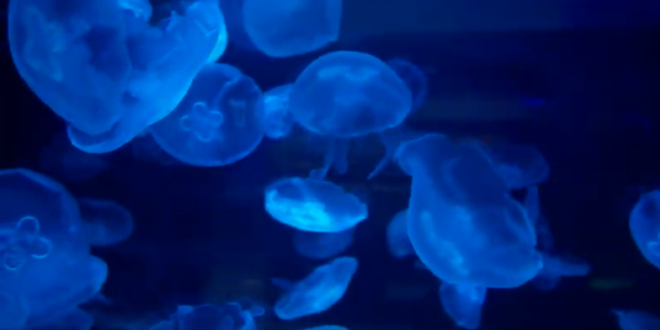 Медуза аурелия