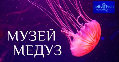 Museum of jellyfish. Kiev Museum of jellyfish. Kiev