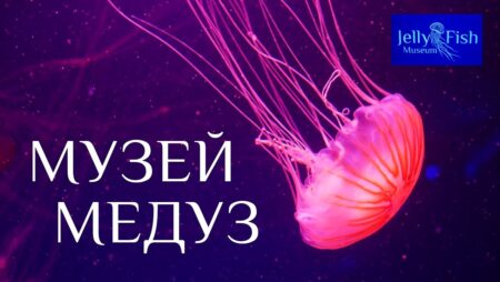 Музей медуз. Київ