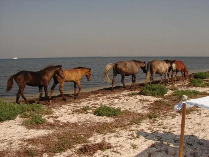 Курортне місто Скадовськ — дитяча перлина Чорного моря