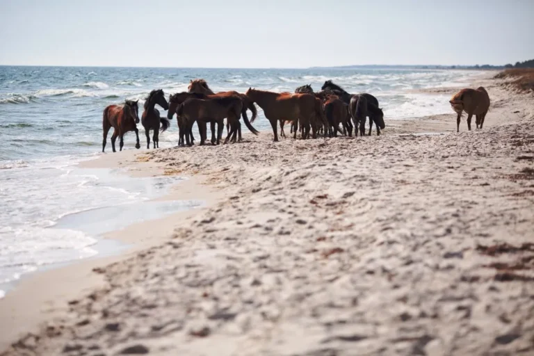 Кінбурнська коса — природна перлина Миколаївської області