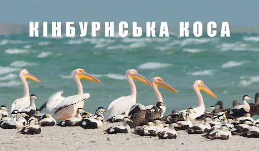 Кінбурнська коса — природна перлина Миколаївської області