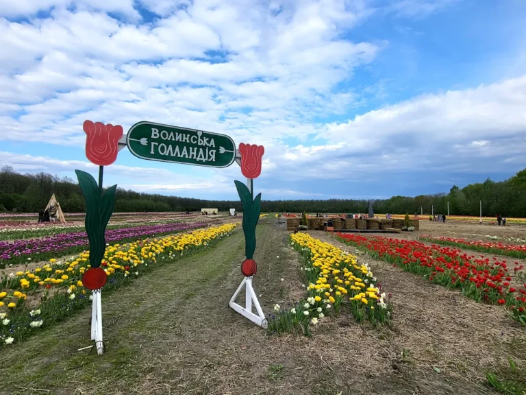 Фестиваль “Волинська Голландія” — тюльпанове поле біля Луцька