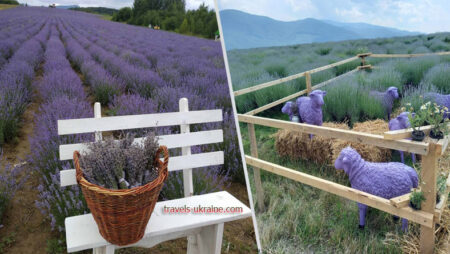 Lavender field in Zakarpattia