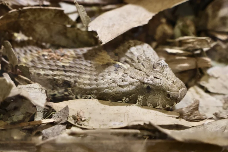 Acanthophis antarcticus — смертельна гадюка (death adder) – Австралія