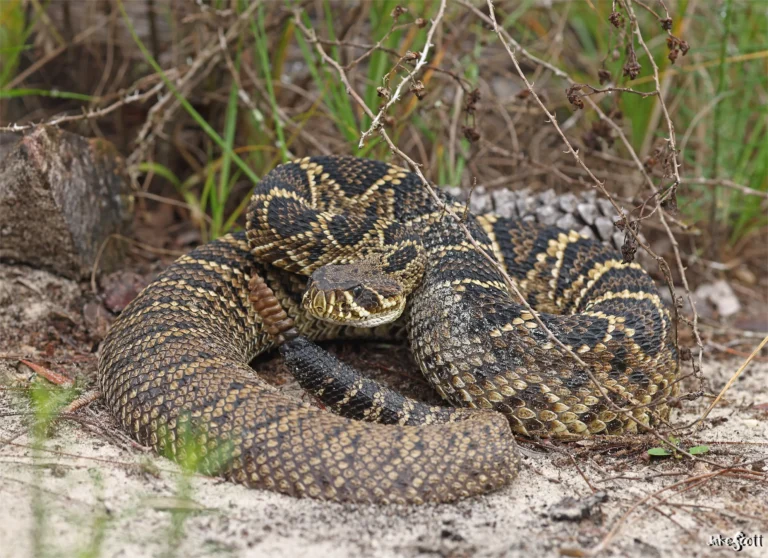 Crotalus adamanteus — східна діамантова гримуча Пд.-Сх. США