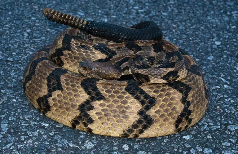 Crotalus horridus — лісова гримуча – Сх. США
