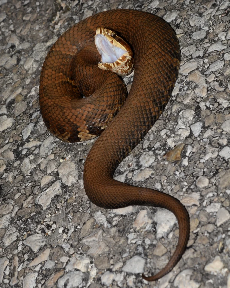 Agkistrodon piscivorus — водяна мокасинова (cottonmouth) – Пд.-Сх. США