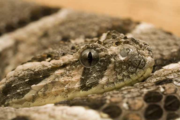 Bitis arietans — пухляк (піщана гадюка) – Африка (савани, буш)