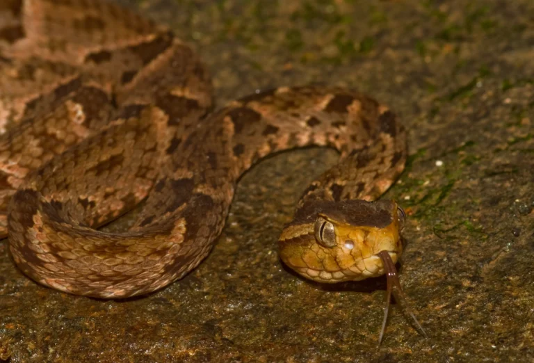 Bothrops asper — терціопело (fer-de-lance) – Центральна та Пн. Південна Америка