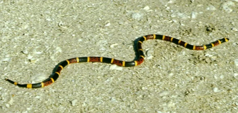 Micrurus fulvius — східна коралова змія – Пд.-Сх. США