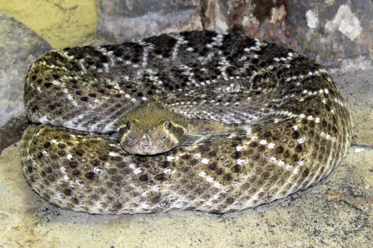 Crotalus atrox — західна діамантова гримуча – Пд.-Зх. США, Пн. Мексика