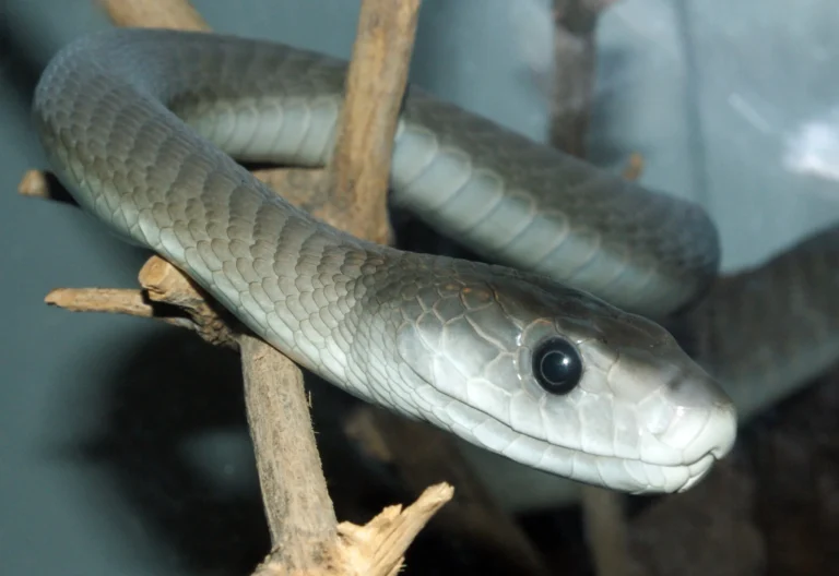Dendroaspis polylepis — чорна мамба	Сх. та Пд. Африка