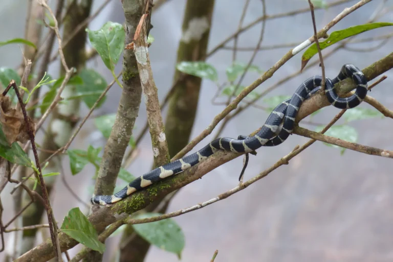 Ophiophagus hannah — королівська кобра – Пд.-Сх. Азія