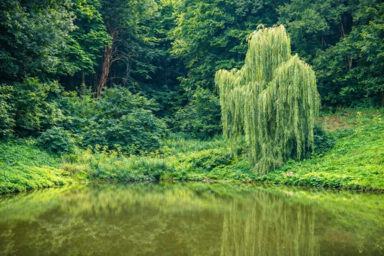 Гайдамацький став в Холодному Яру