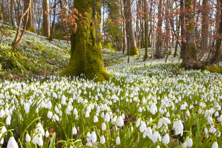 Природні особливості Холодного Яру
