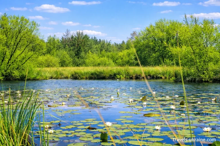 лісо-болотний заповідник Полісся