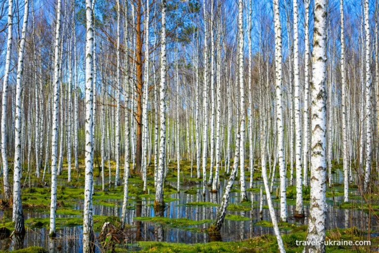 Поліський заповідник та Бірючий ліс