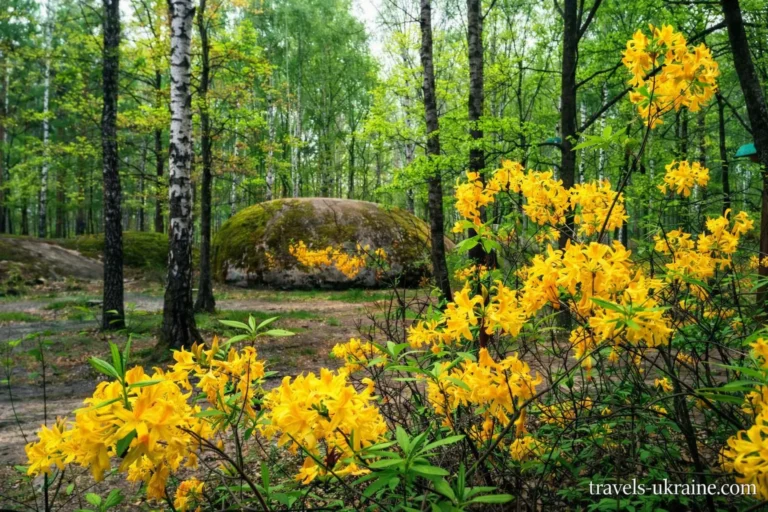Камінне село та Весняний ліс