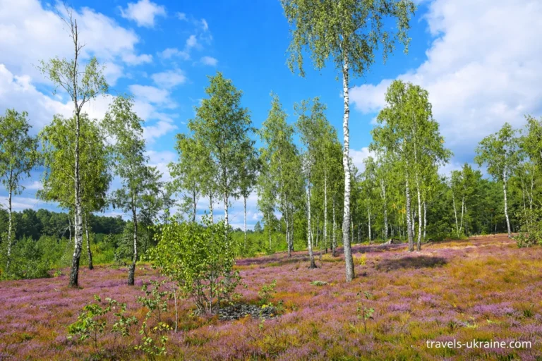 Літній пейзаж з берізками й вересом,Поліський заповідник