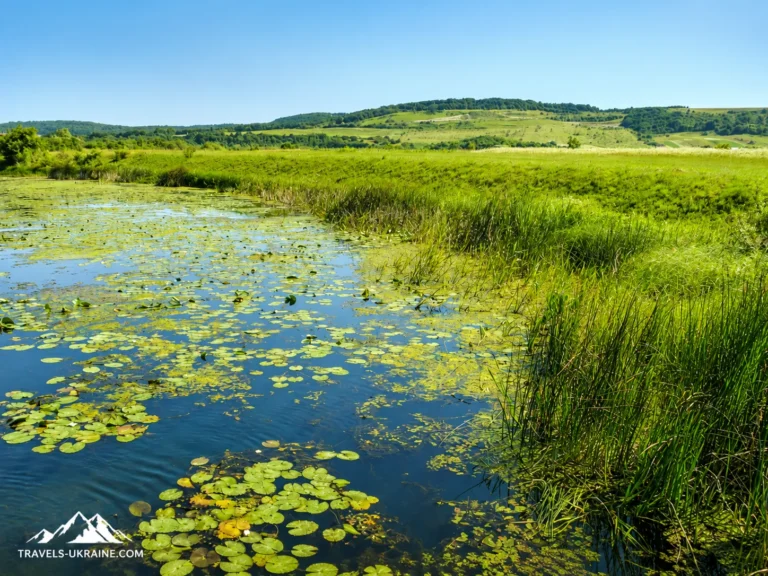 Галицький НПП , озеро в ліліях